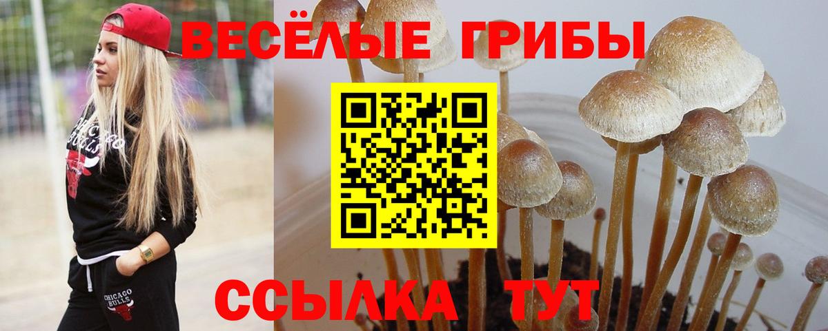 Псилоцибиновые грибы Psilocybe Среднеуральск
